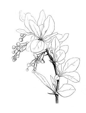 Berberiler. Atlas Botanique, 1846, Paris 'in eski kitabı.