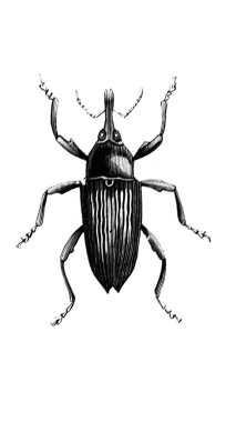 Erichson 'ın eski kitabı D' Histoire Naturelle 'de uzun bacakları ve antenleri olan büyük bir böcek, 1847, Pari