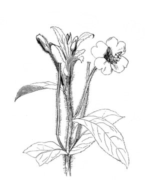 Tüylü söğüt. Çiçekli üst. Atlas Botanique, 1846, Paris 'in eski kitabı.