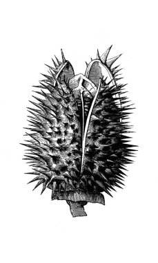 Datura. Meyveler. Atlas Botanique, 1846, Paris 'in eski kitabı.