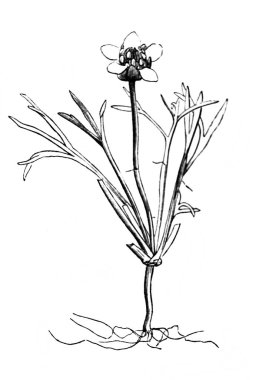 Hilal seratocephalon. Atlas Botanique, 1846, Paris 'in eski kitabı.