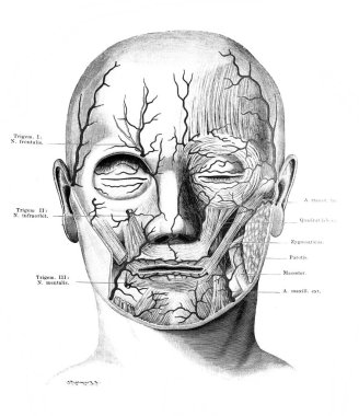 Fischer 'ın eski kitabı Atlas der Anatomie' de ön cepheden, 1894, Jena