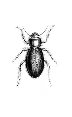 Erichson 'ın eski kitabı D' Histoire Naturelle 'de uzun bacaklı böcek, 1847, Paris