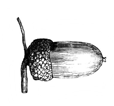 Meşe ağacı. Pullu bağları olan meyveler. Atlas Botanique, 1846, Paris 'in eski kitabı.