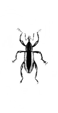 Erichson 'ın eski kitabı D' Histoire Naturelle 'deki küçük böcek, 1847, Pari