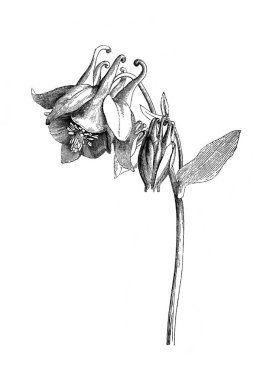 Columbine. Atlas Botanique, 1846, Paris 'in eski kitabı.