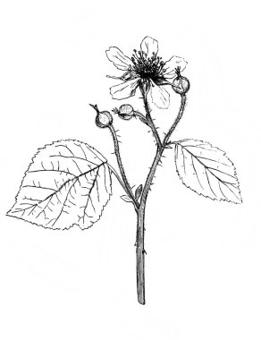 Mavi böğürtlen meyveleri. Atlas Botanique, 1846, Paris 'in eski kitabı.