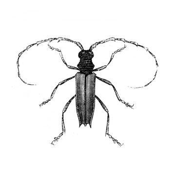 Erichson 'ın eski kitabı D' Histoire Naturelle 'de uzun bacakları ve antenleri olan büyük bir böcek, 1847, Pari