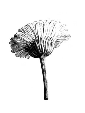 Çiçek. Bitki. Atlas Botanique, 1846, Paris 'in eski kitabı.