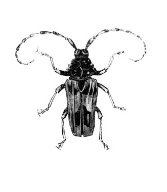 Erichson 'ın eski kitabı D' Histoire Naturelle 'deki uzun antenli böcek, 1847, Pari