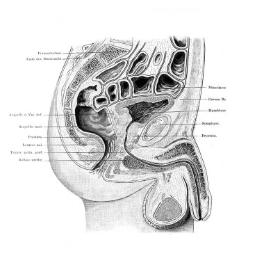 Eski Atlas der Anatomie kitabında erkek leğen kemiğinin ortası. Yazan Fischer, 1894, Jena.