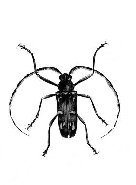 Erichson 'ın eski kitabı D' Histoire Naturelle 'deki uzun antenli böcek, 1847, Pari