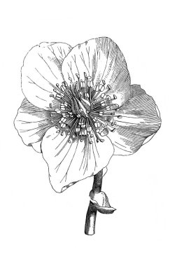 Siyah karabatak. Çiçek. Atlas Botanique, 1846, Paris 'in eski kitabı.