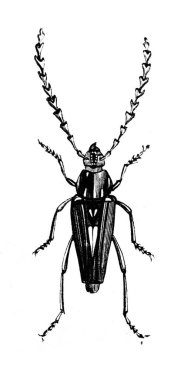 Erichson 'ın eski kitabı D' Histoire Naturelle 'deki uzun antenli böcek, 1847, Pari