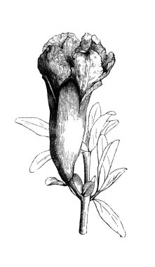 Daha el bombası. Çiçek açan dal. Atlas Botanique, 1846, Paris 'in eski kitabı.