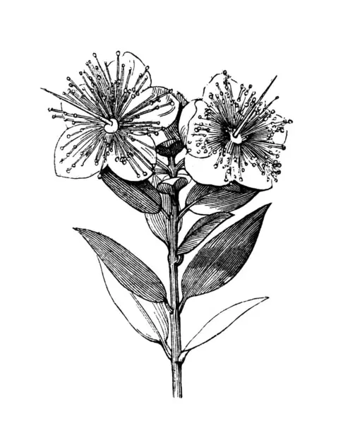 Myrtle. Çiçek açan dal. Atlas Botanique, 1846, Paris 'in eski kitabı.