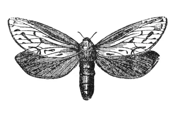 Eski bir kitaptaki söğüt oduncusu. Ansiklopedi, Olgerbrand, 1898, Warszawa.