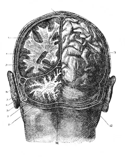 Orgelbrand 'dan Encyklopedya Medycyny, 1890, Warszawa