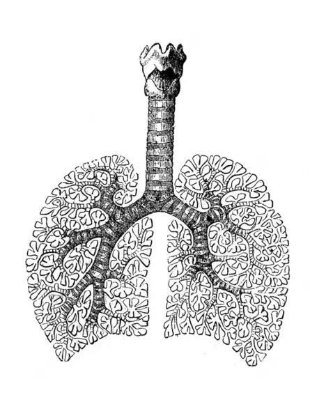 Akciğerlerin yapısı, Orgelbrand 'dan Ansiklopedya Medycyny, vol. 17, 1890, Warszawa