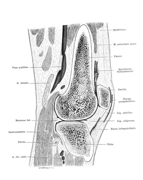 Fischer 'ın eski kitabı Atlas der Anatomie' nin sol diz ekleminin yay kısmı, 1894, Jena