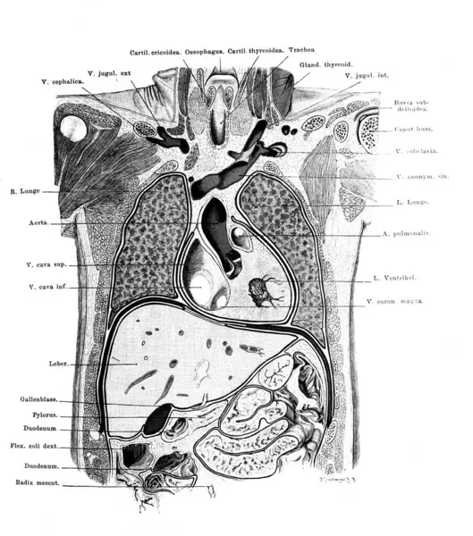 Fischer 'ın eski kitabı Atlas der Anatomie' de gövdenin ön kısmı, 1894, Jena.