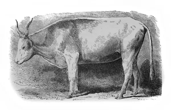 Alexandrowiecz, 1890 'da Warsawa' nın eski kitabı Encyklopedya Rolnicza 'daki Ukrayna cinsi inek.