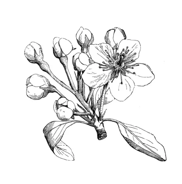 Daha şairane. Atlas Botanique, 1846, Paris 'in eski kitabı.