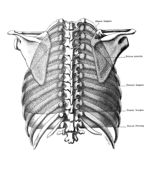 stock image Lungs and pleural borders posteriorly in the old book Atlas der Anatomie by Fischer, 1894, Jena