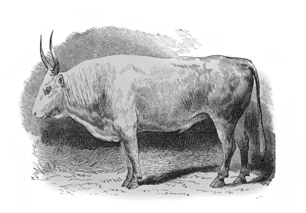 1890 'da Alexandrowiecz' in 