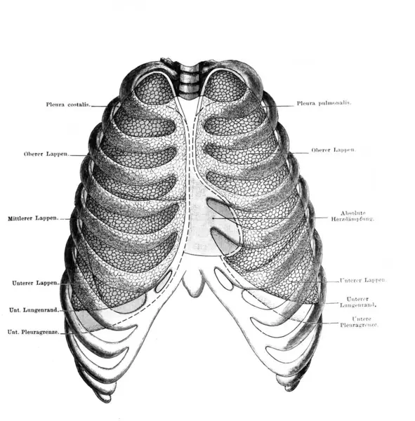 Akciğerler ve plevral sınırlar. Fischer 'ın eski kitabı Atlas der Anatomie' de, 1894, Jena