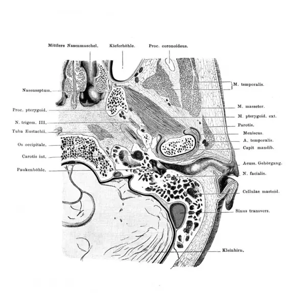 Fischer 'ın eski kitabı Atlas der Anatomie' nin Kulak Kanalı ve çevresindeki bölge, Jena