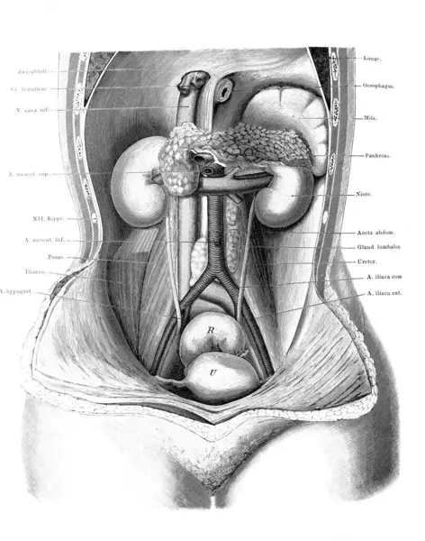 Fischer 'ın eski kitabı Atlas der Anatomie' deki abdominal organların yeri, 1894, Jena