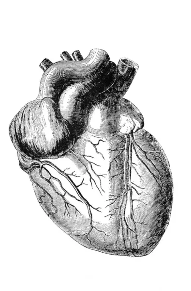 Orgelbrand 'ın Encyklopedya Medycyny adlı kitabındaki gibi. 17, 1890, Warszawa