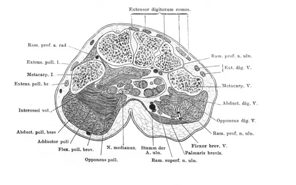 Fischer 'ın eski kitabı Atlas der Anatomie' deki el tarağı kemiğinin enine kesiti 1894, Jena
