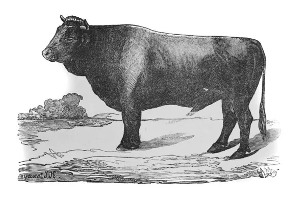 Skutets boğası, 1890 'da Alexandrowiecz' in 