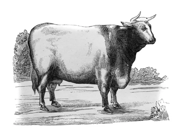 Alexandrowiecz, 1890 'da Warsawa' dan Ansiklopedi Rolnicza adlı eski kitabındaki kısa dikenli inek.
