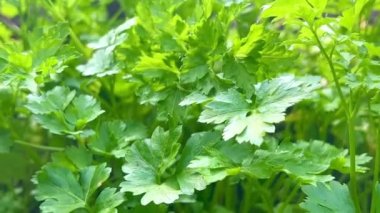 Bahçede genç yeşil maydanoz yetişiyor. Tarım, organik ürünler ve çevre dostu yaşam tarzı kavramı.