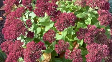 Çiçek tomurcukları ve Hylotelephium spektabile yapraklarıyla yakın çekim. Sedum Spectabile veya çiçek tarhında Hylotelephium Spectabile.