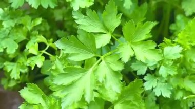 Bahçede genç yeşil maydanoz yetişiyor. Tarım, organik ürünler ve çevre dostu yaşam tarzı kavramı.