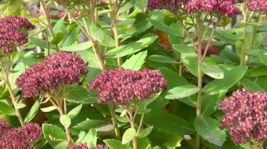 Close-up of the clusters with flowerbuds and foliage of Hylotelephium spectabile. Sedum spectabile or Hylotelephium spectabile on flowerbed.