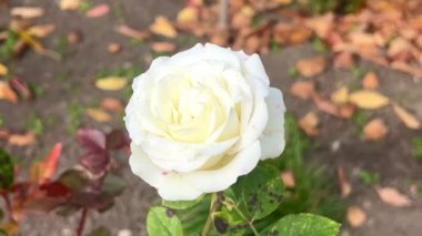 Sonbaharda bahçede beyaz gül çiçeği. Çiçek tarhındaki gül çiçekleri....