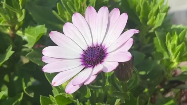 Dorotheanthus Flower Mesembryanthemum Midday Flower Livingstone Daisy Dorotheanthus Bellidiformis Plant — Stock Video