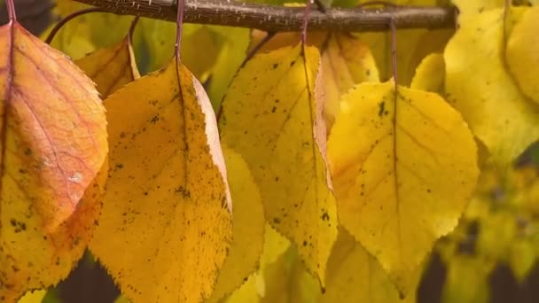 秋に鮮やかな黄色の葉を持つアプリコットの木の小枝 庭の秋の見事なカラフルな色合い — ストック動画