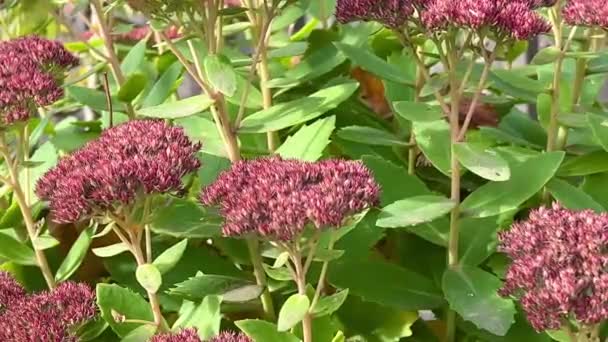 Close Clusters Flowerbuds Foliage Hylotelephium Spectabile Sedum Spectabile Hylotelephium Spectabile — Stock video