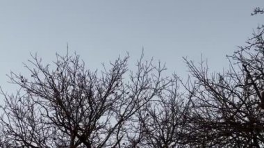 Çıplak ağaç dalları gri bir gökyüzüne karşı siluet oluşturarak karamsar ve atmosferik bir manzara yaratarak sonbaharın sonlarında ya da kış başında durgunluğu çağrıştırıyor..