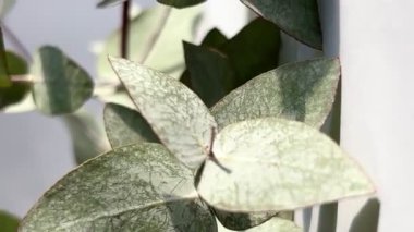 Beyaz arka planda izole edilmiş okaliptüs cinerea dalları. Çiçek dükkanı konsepti.