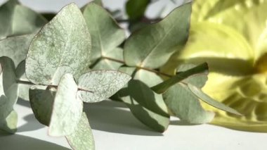 Beyaz arka planda izole edilmiş okaliptüs cinerea dalları. Çiçek dükkanı konsepti.