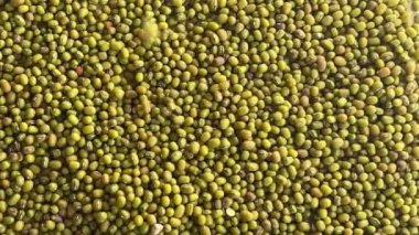 Pişmemiş fasulyelerin düşüşü. Vejetaryen sağlıklı organik gıda diyeti. Çiğ yeşil mercimek taneleri.