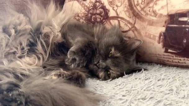 Gray Cat Sleeping Carefree Domestic Pet Sleeping Sofa Indoors — Stock Video