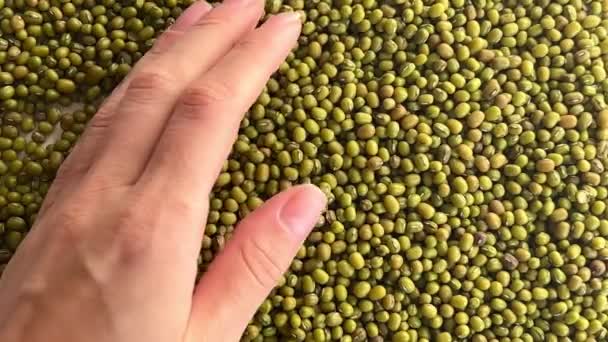 Queda Feijão Mungo Verde Não Cozido Alimentação Orgânica Saudável Vegetariana — Vídeo de Stock